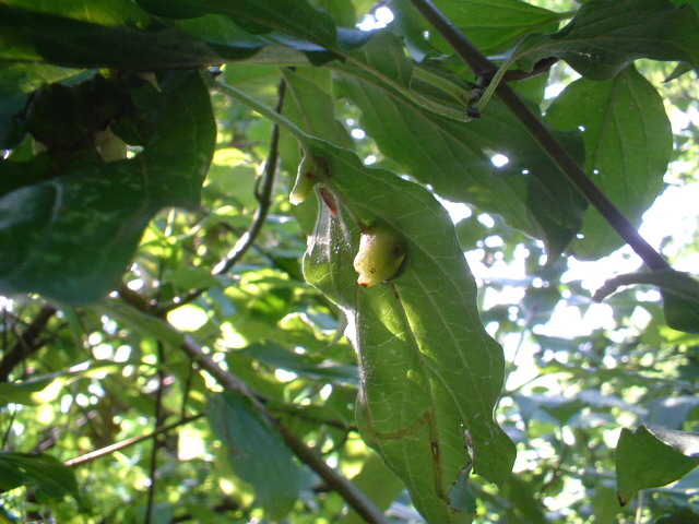 Galla: Craneiobia corni